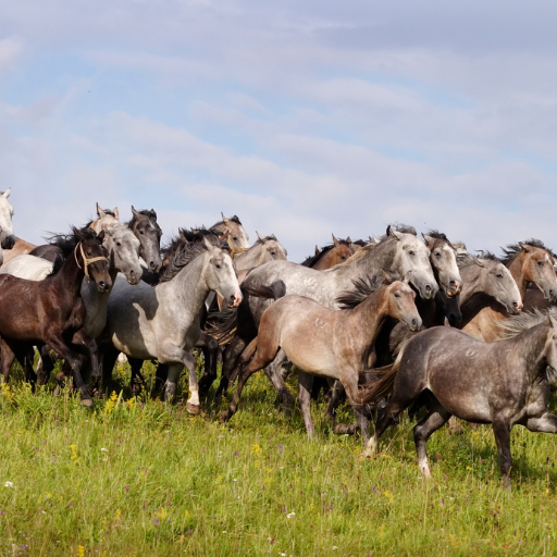 Lipizzanergestüt Piber